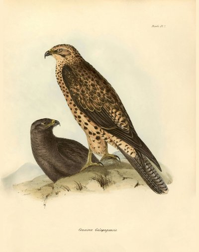 Ornitológia: "Craxirex Galapagoensis" fúvóka a Galapagos-szigetekről, amelyet Charles DarWin (1809-1882) írt le a Beagle fedélzetén végzett expedíciója során. Tábla a "John Gould által leírt madarak, Charles Darwin szokásaikról szóló megjegyzésekkel" című  alkotó: Unbekannter Künstler