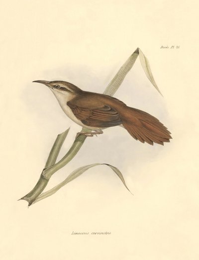 Ornitológia: "Limnornis curvirostris", a búvármadarak családjának tagja, amelyet Charles Darwin írt le a Beagle fedélzetén tett expedíciója során. Tábla a "The zoology of the voyage of H.M.S. Beagle. Repülés. III, A John Gould által leírt madarak, a lakóhe alkotó: Unbekannter Künstler