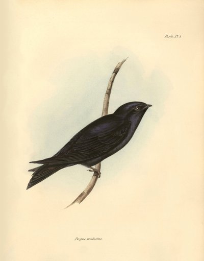 Ornitológia: A fecskefélék családjába tartozó "Progne modestus", amelyet Charles Darwin írt le a Beagle fedélzetén tett expedíciója során. Tábla a "The zoology of the voyage of H.M.S. Beagle. Repülés. III, A John Gould által leírt madarak, szokásaikról szó alkotó: Unbekannter Künstler