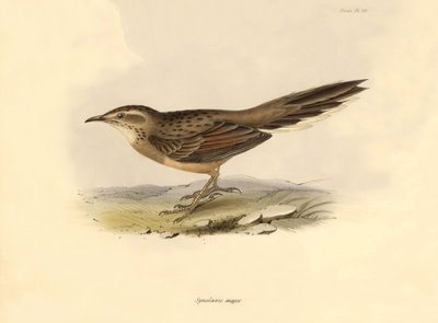 Ornitológia: Charles Darwin által a Beagle fedélzetén tett expedíciója során leírt "Synallaxis major". Tábla a "The zoology of the voyage of H.M.S. Beagle" című könyvből. Repülés. III, A John Gould által leírt madarak, Charles Darwin megjegyzéseivel szokás alkotó: Unbekannter Künstler