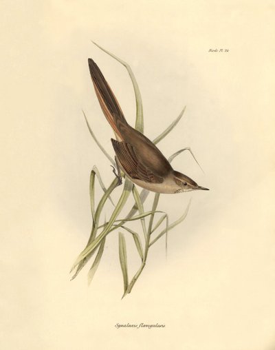 Ornitológia: "Synallaxis rufogularis", amelyet Charles Darwin írt le a Beagle fedélzetén tett expedíciója során. Tábla a "The zoology of the voyage of H.M.S. Beagle. Repülés. III, A John Gould által leírt madarak, Charles Darwin megjegyzéseivel szokásaikró alkotó: Unbekannter Künstler
