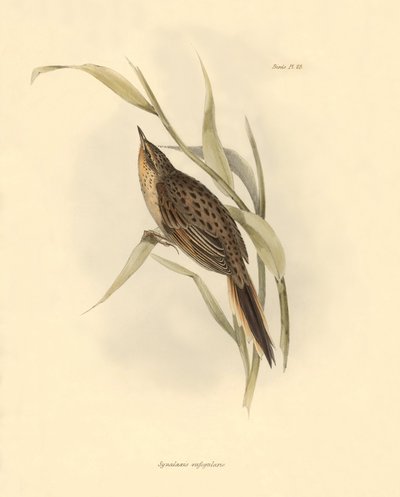 Ornitológia: "Synallaxis rufogularis", amelyet Charles Darwin írt le a Beagle fedélzetén tett expedíciója során. Tábla a "The zoology of the voyage of H.M.S. Beagle. Repülés. III, A John Gould által leírt madarak, Charles Darwin megjegyzéseivel szokásaikró alkotó: Unbekannter Künstler