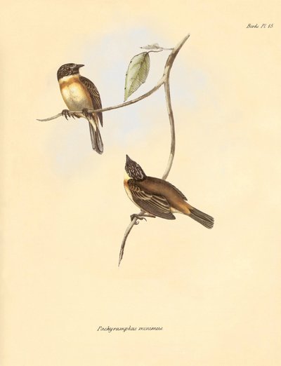 Ornitológia: A bükkfélék családjába tartozó "Pachyramphus minimus", amelyet Charles Darwin a Beagle fedélzetén tett felfedezőútja során írt le. Tábla a "The Zoology of the voyage of the H.M.S. Beagle under the command of Captain Fitzroy during the years 18 alkotó: Unbekannter Künstler