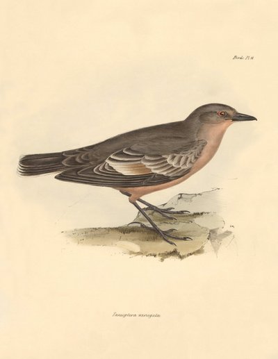Ornitológia: Charles Darwin által a Beagle fedélzetén tett felfedezőútja során leírt "Taenioptera variegata". Tábla a "The Zoology of the voyage of the H.M.S. Beagle under the command of Captain Fitzroy during the years 1832 to 1836 edited and supe alkotó: Unbekannter Künstler