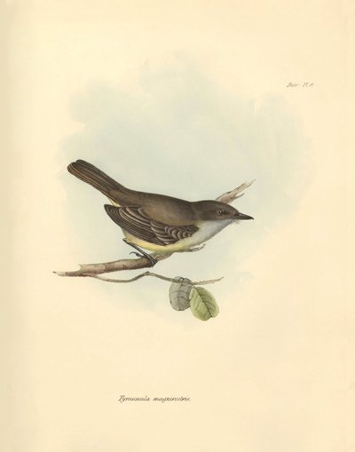 Ornitológia: A "Tyrannula magnirostris" a madárcsaládból, amelyet Charles Darwin írt le a Beagle fedélzetén tett felfedezőútja során. Tábla a "The Zoology of the voyage of the H.M.S. Beagle under the command of Captain Fitzroy during the years 1832 to alkotó: Unbekannter Künstler