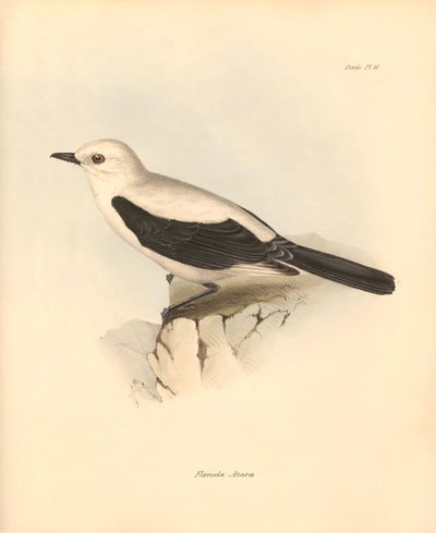 Ornitológia: A "fluvicola azarea" vagy légykapó, amelyet Charles Darwin írt le a Beagle fedélzetén tett felfedezőútja során. Tábla a "The Zoology of the voyage of the H.M.S. Beagle under the command of Captain Fitzroy during the years 1832 to 1836" című kö alkotó: Unbekannter Künstler