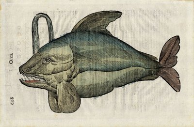 Orque (az orca vagy epaulard szörnyű ábrázolása) az "Ulyssis Aldrouandi... De piscibus libri V et de cetis lib. vnus/Ioannes Cornelius Vteruerius... collegit; Marc. Antonius Bernia in lucem restituit... ", Uliss természetrajzával foglalkozik. alkotó: Unbekannter Künstler