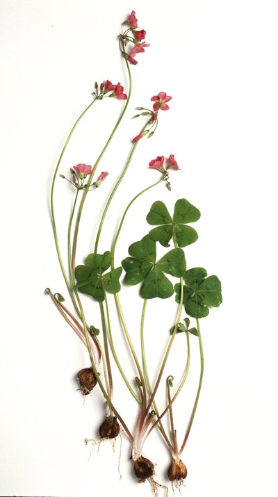 Oxalis tetraphylla/Oxalis deppei/Deppe oxalidja alkotó: Unbekannt