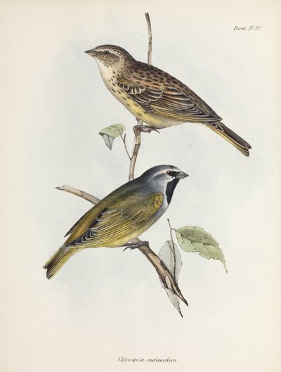 Veréb vagy pinty pár, c 1832-1836 alkotó: Unbekannt