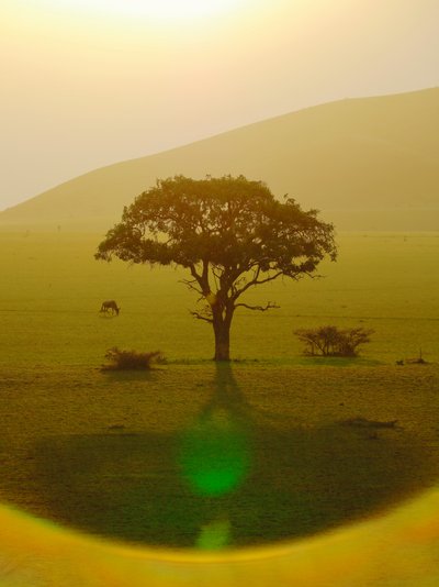 Paradicsom eső után, Chyulu Hills, 2018 (fotó) alkotó: Unbekannter Künstler