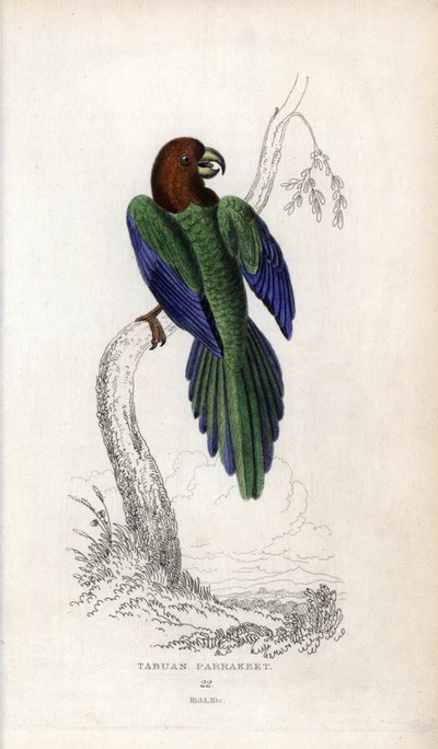 Papagájpumpadúr, Prosopeia tabuensis. Psittacus tabuensis. Joseph Kidd litográfiája John Audubon rajza alapján, a Miscellany of Natural History-ban: Papagájok, Sir Thomas DiK Lauder és Thomas Brown kapitány, megjelent Edinburghban, Skóciában, 183-ban. alkotó: Unbekannter Künstler