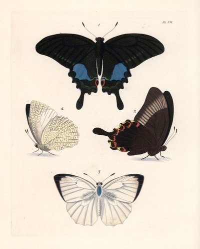 Párizsi pávapillangó, Papilio paris 1,2, és pettyes emigráns, Catopsilia pyranthe 3.4. Kézzel színezett litográfia John O. Westwood "Illustrations of Exotic Entomology" című művének új kiadásából, John O. Westwood, Bohn, London. alkotó: Unbekannter Künstler