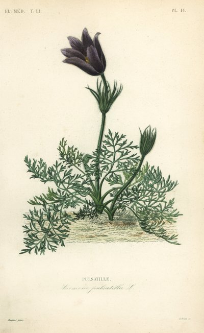 Pasqueflower vagy Dane