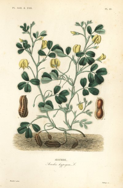 Földimogyoró vagy földimogyoró, Arachis hypogaea, Arachide alkotó: Unbekannt