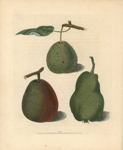 Körtefajták, Pyrus communis: Cressan, Gansell
