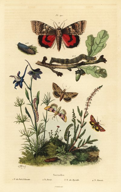 Borsóvirág, Periphanes delphinii 1, gyapotbagolya, Helicoverpa armigera 2, sárga alsószárny, Anarta myrtilli 3 és nagy sárga alsószárny, Noctua pronuba, lárva és báb 4. Noctuelles lepkék alkotó: Unbekannt