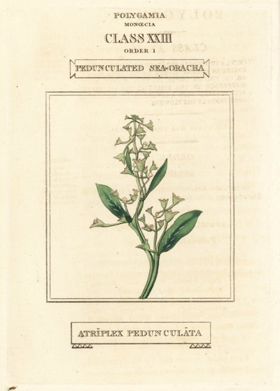 Lábszáras tengeri zsurló, Atriplex pedunculata. Kézi rézmetszet Richard Duppa illusztrációja után a The Clours and Orders of the Linnaean System of Botany, Longman, Hurst, London című művéből. alkotó: Unbekannter Künstler