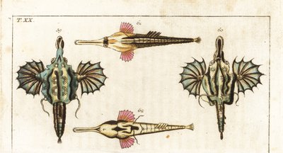Pegase (vagy kis sárkányhal) - hosszúfarkú lepkehal - Rövid sárkányhal, Eurypegasus draconis 59,60, és hosszúfarkú tengerészhal, Pegasus volitans 61,62. Kézzel színezett rézmetszet Gottlieb Tobias Wilhelm természetrajzi enciklopédiájából: Fish alkotó: Unbekannter Künstler