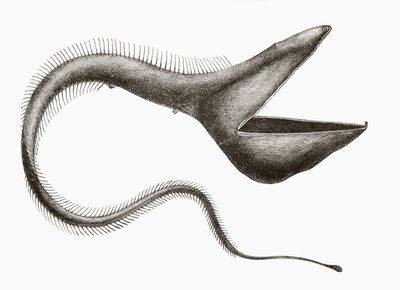 Pelikán angolna vagy Eurypharynx pelecanoides, mélytengeri hal, amelyet az emberek ritkán láthatnak, az „El Mundo Ilustrado”-ból, Barcelonában, 1880 körül alkotó: Unknown
