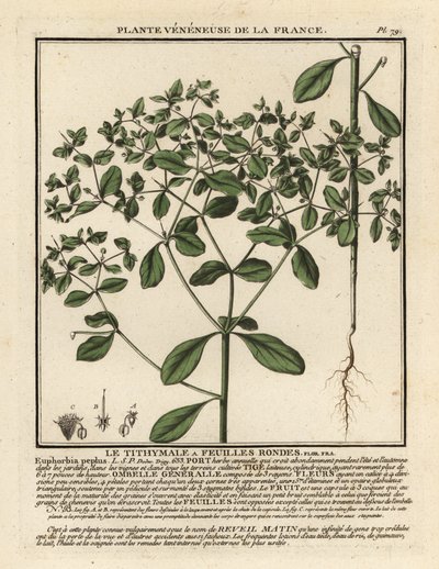 Petty spurge, Euphorbia peplus. alkotó: Unbekannter Künstler