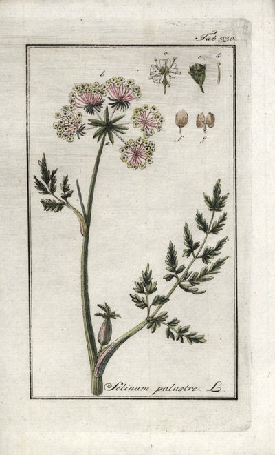 Peucedan mocsári vagy mocsári petrezselyem (Selinum marsh). Litográfia Johannes Zorn (1739-1799) "Afbeelding der Artseny-Gewassen" című művéből, Hollandia. alkotó: Unbekannter Künstler
