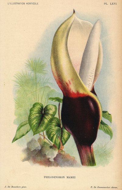 Philodendron mamei fehér és vérvörös virágzattal. Trópusi egzotikus növény. J. de Bosschere illusztrációja, P. de Pannemaeker litográfiája, 1880 körül jelent meg Gentben (Belgium), a L