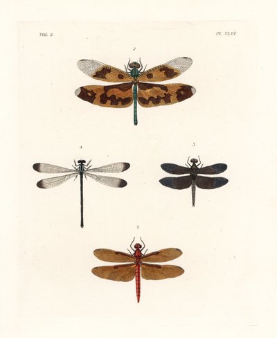 Képes szárnyú szitakötő, Rhyothemis variegata 1, foltos erdei szitakötő, Neurothemis fulvia 2, foltos paddy szitakötő, Neurothemis tullia 3, és árnyékszitakötő, Palaemnema paulina 4. Kézzel színezett litográfia John O. Westwood új kiadásából, Dru Drury "Il alkotó: Unbekannter Künstler