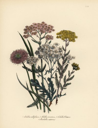 Rózsaszínvirágú ezerjófű, Achillea milfolium, aranyszínű cickafark, Achillea tomentosa, Clavena ezüstöslevelű ezerjófű, Achillea clavenae, és fürtös mályvafű, Marshallia caespitosa. Henry Noel Humphreys kézi kromolitográfiája Henry Noel Humphreys illusztrá alkotó: Unbekannter Künstler