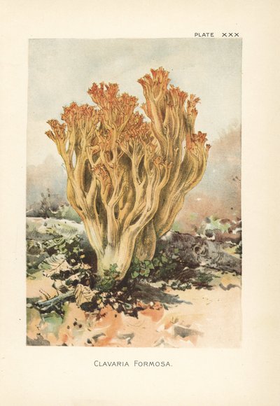 Rózsaszín korallgomba vagy gyönyörű klavaria, Ramaria formosa (Clavaria formosa). Kromolitográfia William Hamilton Gibson botanikai illusztrációja után az Ehető vargányák és gombák című könyvéből. alkotó: Unbekannter Künstler