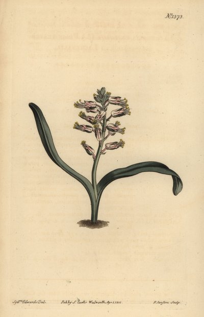 Sima levelű önszínű lachenalia, Lachenalia unicolor alkotó: Unbekannt