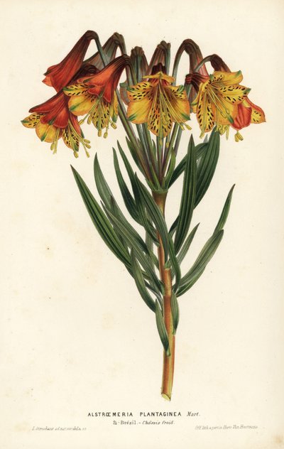 Növénylevelű alstroemeria, Alstroemeria plantaginea. Brazília. L. Stroobant kézi színezésű litográfiája Louis van Houtte és Charles Lemaire: Flowers of the Gardens and Hothouses of Europe, Flore des Serres et des Jardins de l