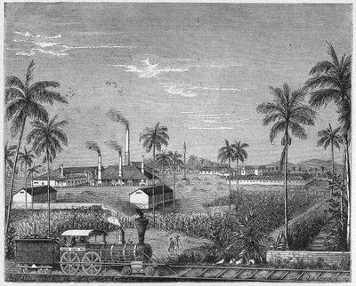 Cukornádültetvény Kubában, 1880 körül (metszet) alkotó: Unbekannter Künstler
