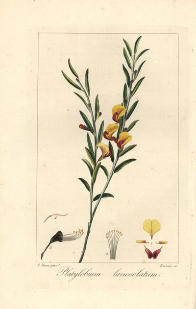 Platylobium lanceolatum, Ausztráliában őshonos. Barrois kézzel készített rézmetszet, rézre metszve, Pancrace Bessa botanikai illusztrációjáról, Mordant de Launay "Herbier General de l
