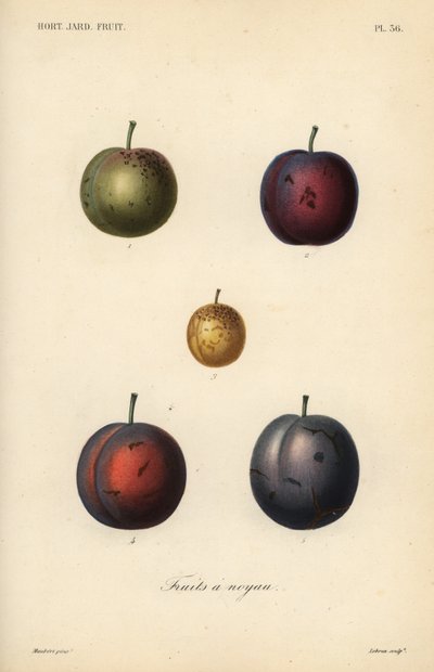 Szilva és aszalt szilva, Prunus domestica alkotó: Unbekannt