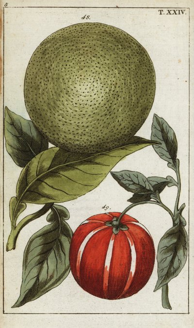 Pomelo vagy pummelo, Citrus maxima. alkotó: Unbekannter Künstler