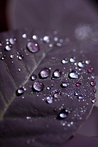 Purple Leaves II (photograph) alkotó: Unbekannter Künstler