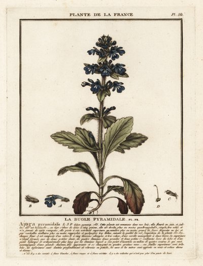Piramis bugle, Ajuga pyramidalis. alkotó: Unbekannter Künstler