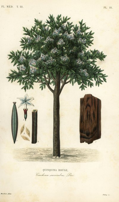 Kininfa, ted cinchona vagy quina, Cinchona pubescens, Cinchona succirubra, Quinquina rouge alkotó: Unbekannt