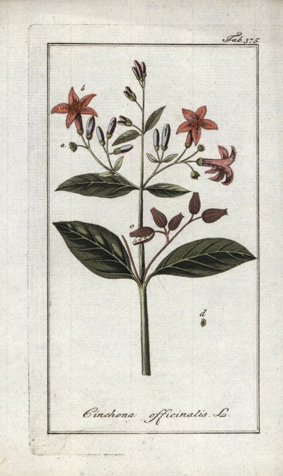 Quinquina (Cinchona officinalis). Litográfia Johannes Zorn (1739-1799) "Afbeelding der Artseny-Gewassen" című művéből, Hollandia. alkotó: Unbekannter Künstler