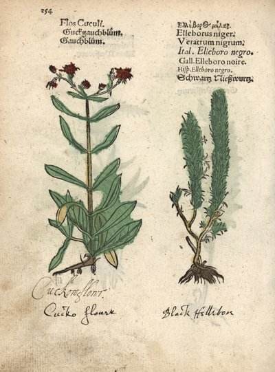 Ragadozó Robin, Lychnis flos-cuculi, és fekete álnarancs, Veratrum nigrum. Adam Lonicer Krauterbuch, vagy Herbal, Frankfurt, Krauterbuch, vagy Herbal című művének botanikai illusztrációjának kézzel színezett fametszete. alkotó: Unbekannter Künstler