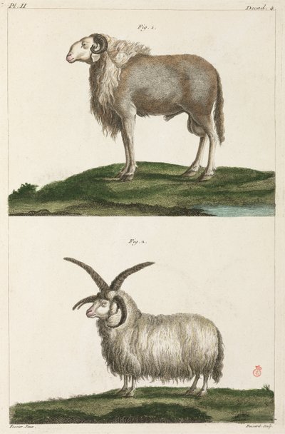 Rams alkotó: Unbekannt
