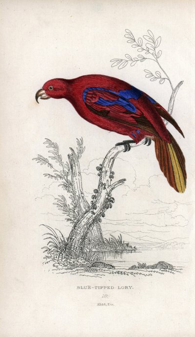 Vörös Lori, Eos rubra. Psittacus caeruleatus. Joseph Kidd litográfiája John Audubon rajza alapján, a Miscellany of Natural History-ban: Papagájok, Sir Thomas DiK Lauder és Thomas Brown kapitány, megjelent Edinburghban, Skóciában, 1833-ban. alkotó: Unbekannter Künstler