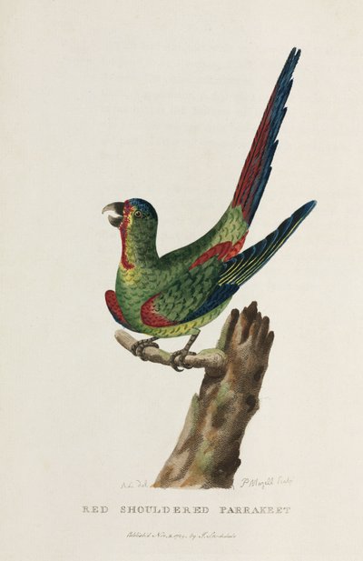 „Red Shouldered Parrakeet”, Ausztrália, 1788 alkotó: Unbekannter Künstler