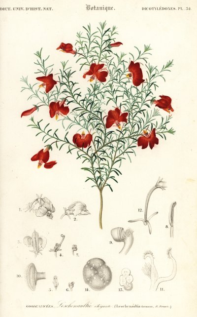 Vörös leschenaultia, Leschenaultia formosa., 1849 (metszet) alkotó: Unbekannter Künstler
