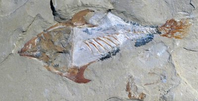 Egy állat maradványai, amelyek fosszilis formában maradtak fenn. alkotó: Unbekannter Künstler
