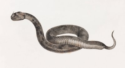 Hüllők: Vipera alkotó: Unbekannt