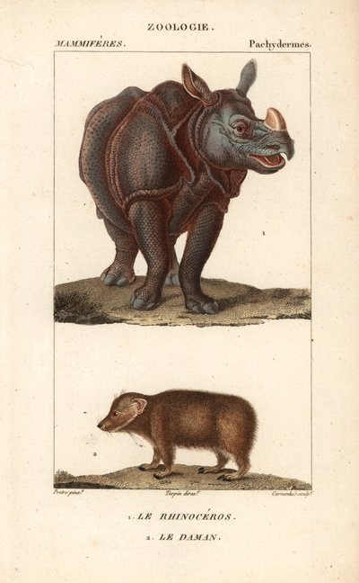 Rhinoceros et daman ou clade - Eau forte, Jean Gabriel Pretre (1780-1845), Carnonkel metszete, Frederic Cuvier természettudományi szótárához: emlősök, szerkesztette Pierre Jean Francois Turpin (1775-1840), kiadta F.G.Levrault, Párizsban. alkotó: Unbekannter Künstler