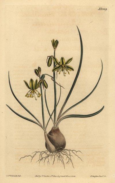 Riband albuca, Albuca vittata alkotó: Unbekannt