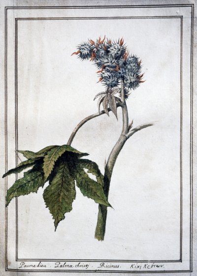Ricinus communis alkotó: Unbekannter Künstler