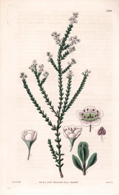Rock thryptomene, Thryptomene saxicola (délnyugat-ausztrál sziklacserje) (Stony baeckea, Baeckea saxicola). Kézzel színezett rézmetszet Swan által William Jackson Hooker illusztrációja után Samuel Curtis "Botanical Magazine"-jából, London. alkotó: Unbekannter Künstler